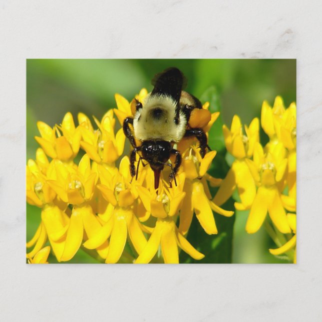 Cartão Postal Bee Feasting on Butterfly Weed Wildflowers (Frente)