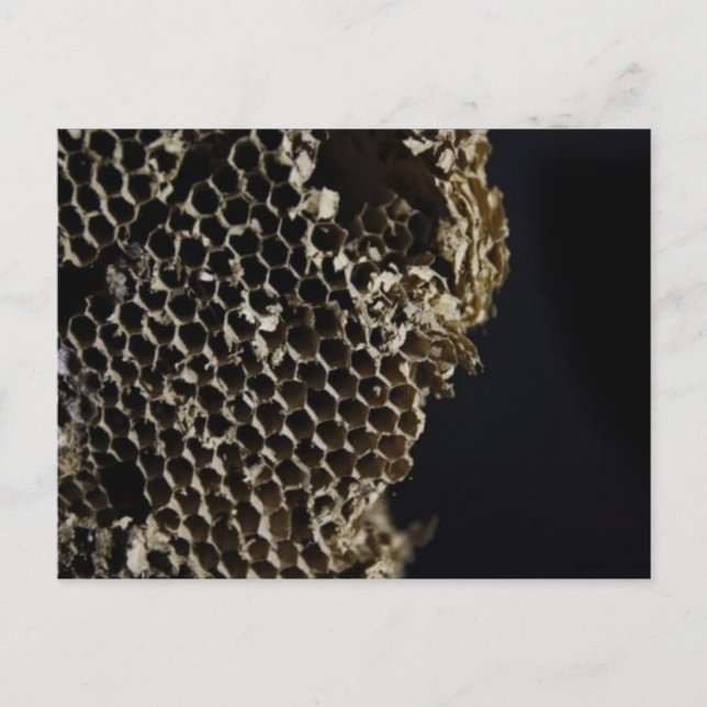 Cartão Postal Bee Hive (Frente)