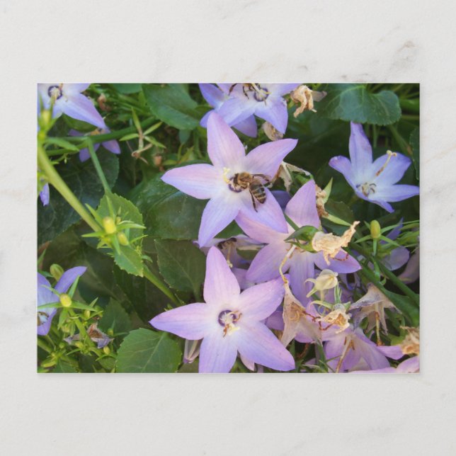 Cartão Postal Bee on a Flower (Frente)