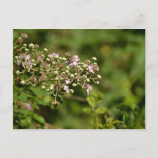 Cartão Postal Bee on flower