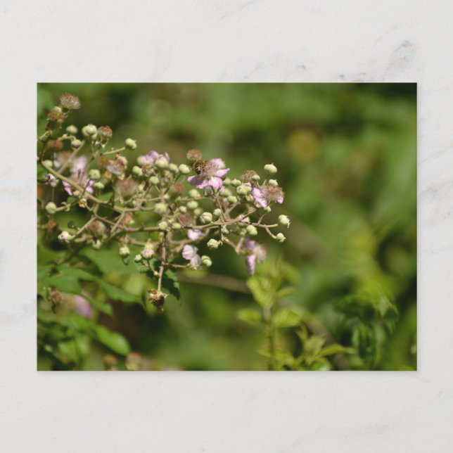 Cartão Postal Bee on flower (Frente)