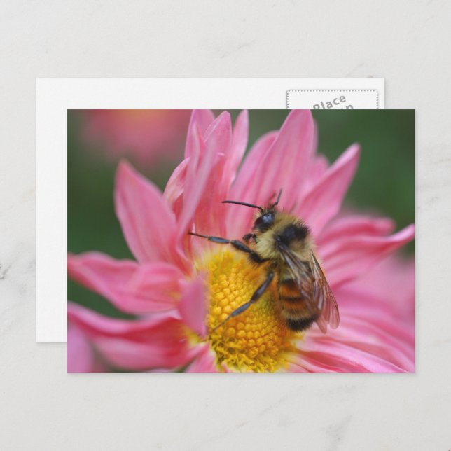 Cartão Postal Bee On Pink Daisy Flower Photography  (Frente/Verso)
