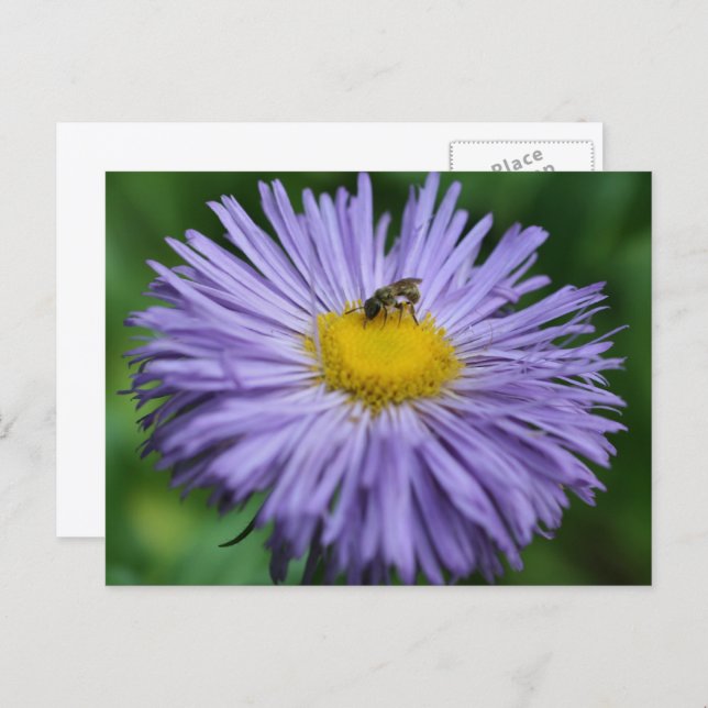 Cartão Postal Bee On Purple Daisy Flower Photography  (Frente/Verso)