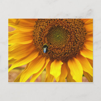Cartão Postal Bee Sunny