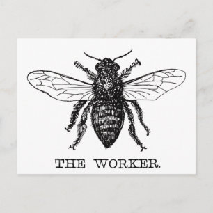 Cartão Postal Bee Worker Honey Black Bumblebee