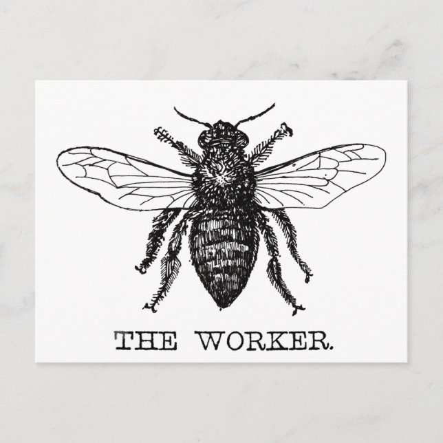 Cartão Postal Bee Worker Honey Black Bumblebee (Frente)
