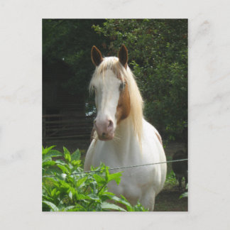 Cartão Postal Beedahwas