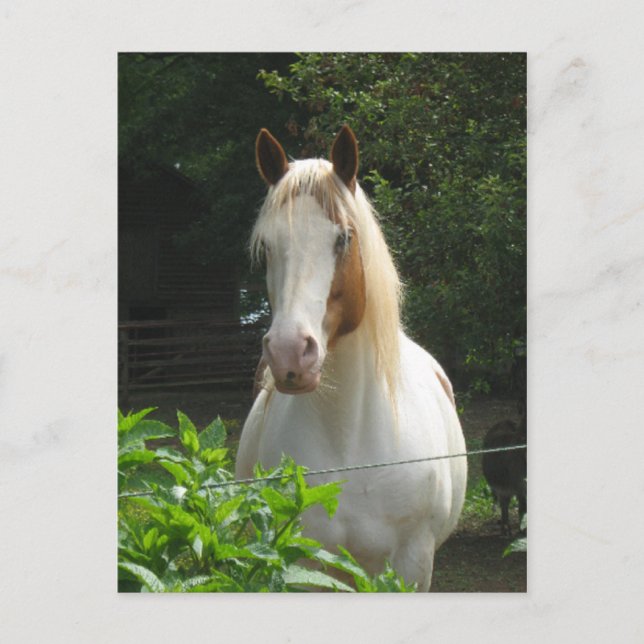 Cartão Postal Beedahwas (Frente)