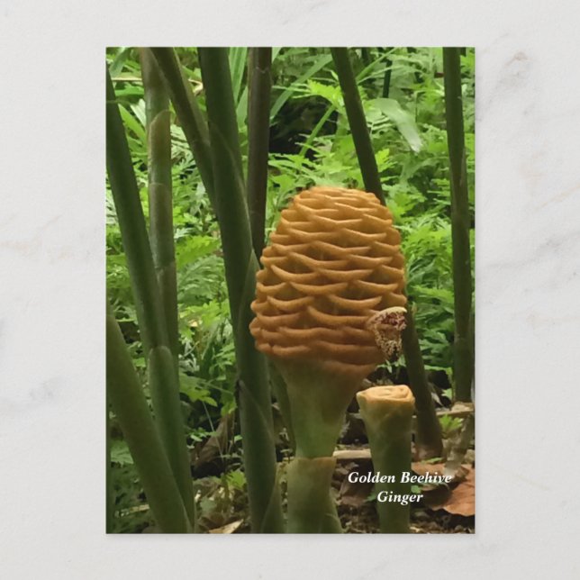 Cartão Postal Beehive Ginger — Planta Tropical (Frente)