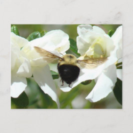 Cartão Postal Bee'n Busy