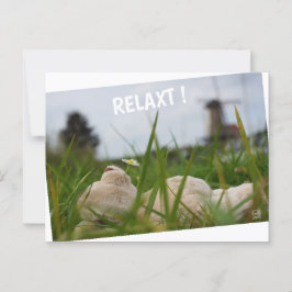 Cartão Postal Beer relaxt in natuur met Hollandse molen.