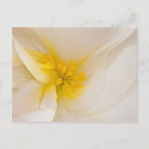 Cartão Postal Begonia Branca