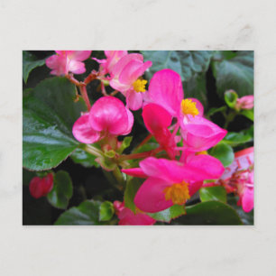 Cartão Postal Begônia Rosa