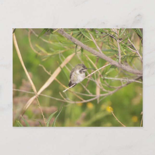 Cartão Postal beija-flor (Frente)