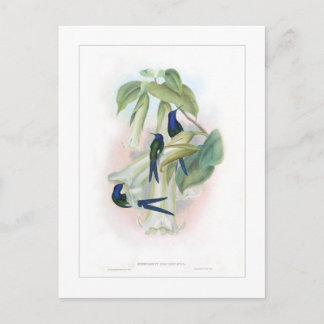 Cartão Postal Beija-flor