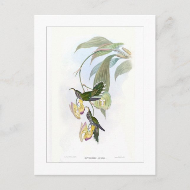 Cartão Postal Beija-flor (Frente)