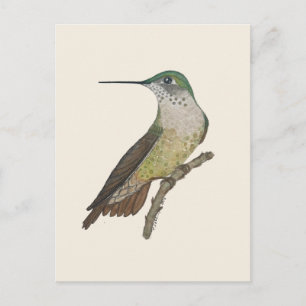 Cartão Postal Beija-flor Calliope fêmea