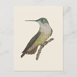 Cartão Postal Beija-flor Calliope fêmea