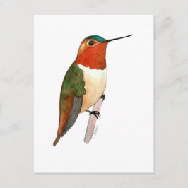 Cartão Postal Beija-flor-cinza