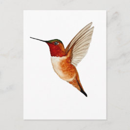 Cartão Postal Beija-flor-cinza