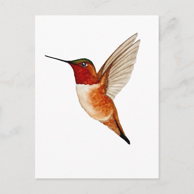 Cartão Postal Beija-flor-cinza (Frente)