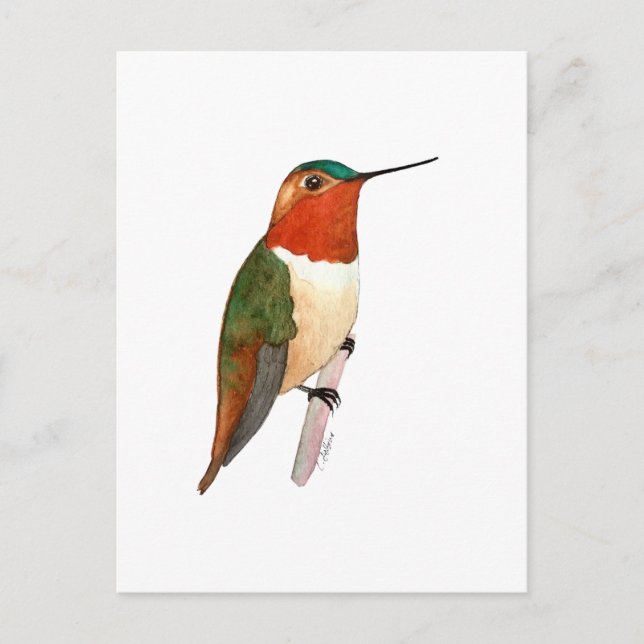 Cartão Postal Beija-flor-cinza (Frente)