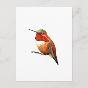 Cartão Postal Beija-flor-cinza