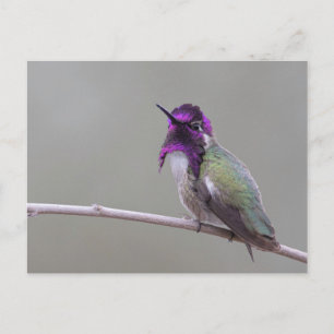 Cartão Postal Beija-flor da Costa