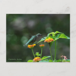 Cartão Postal Beija-flor Dançando