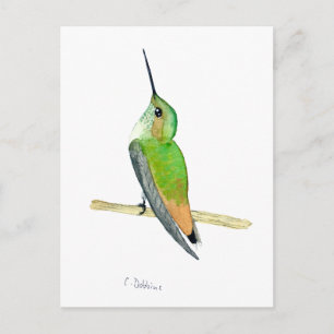 Cartão Postal beija-flor-de-Allen