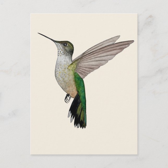 Cartão Postal Beija-flor-de-Anna (Frente)