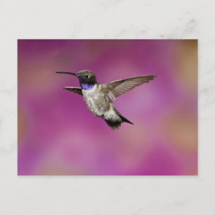 Cartão Postal Beija-flor-de-barba-preta, Archilochus