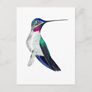Cartão Postal Beija-flor-de-bico-comprido