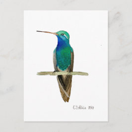 Cartão Postal Beija-flor-de-bico-largo