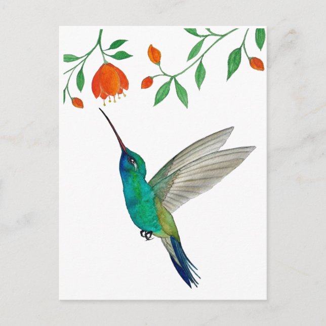 Cartão Postal Beija-flor-de-bico-largo (Frente)