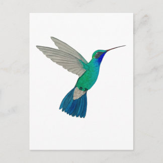 Cartão Postal Beija-flor-de-bico-largo