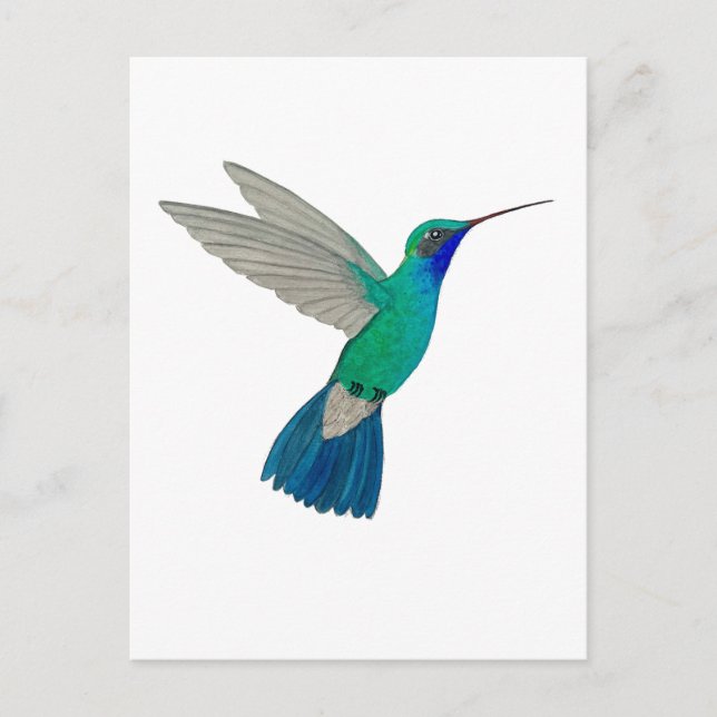 Cartão Postal Beija-flor-de-bico-largo (Frente)