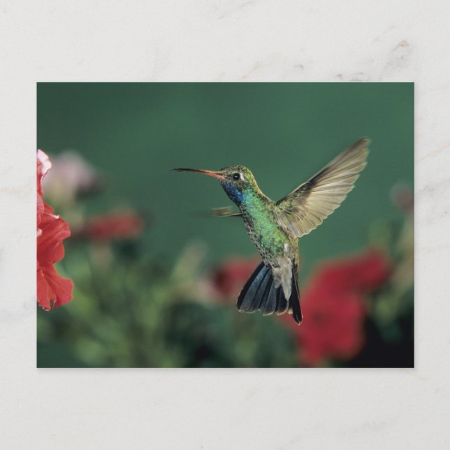 Cartão Postal Beija-flor-de-bico-largo, Cynanthus (Frente)