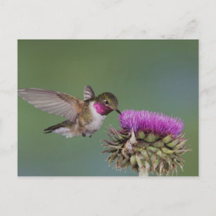 Cartão Postal Beija-flor-de-cauda-larga, Selasphorus