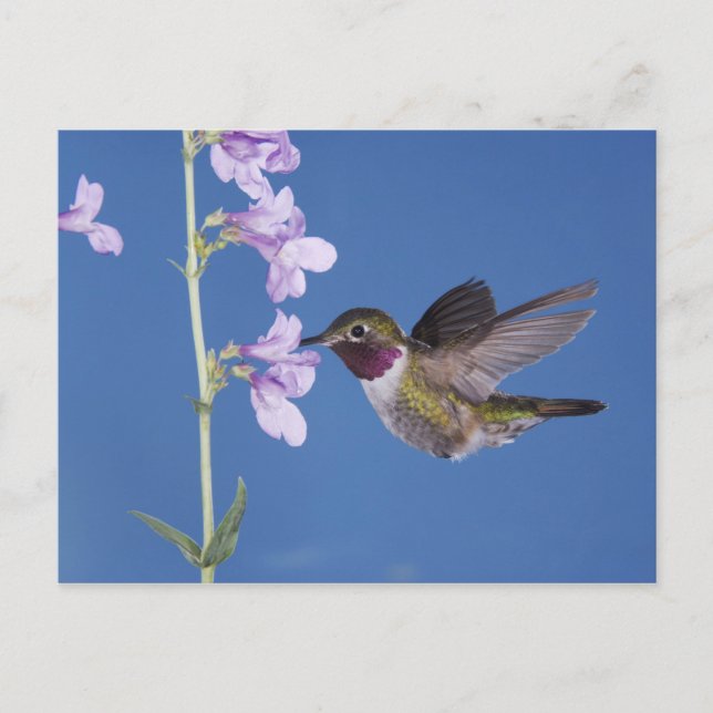 Cartão Postal Beija-flor-de-cauda-larga, Selasphorus (Frente)