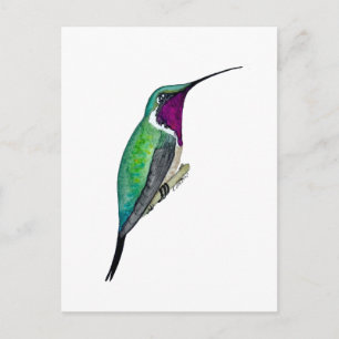 Cartão Postal Beija-flor-de-cauda-vermelha