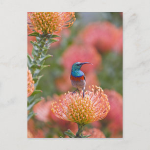 Cartão Postal Beija-flor-de-colar-duplo