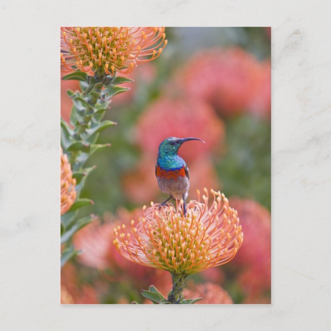 Cartão Postal Beija-flor-de-colar-duplo (Frente)