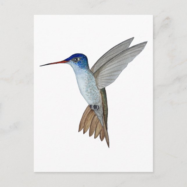 Cartão Postal Beija-flor-de-coroa-roxa (Frente)