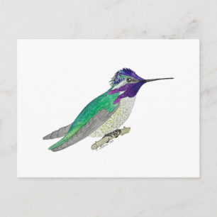 Cartão Postal Beija-flor-de-Costa