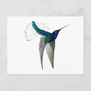 Cartão Postal Beija-flor-de-garganta-branca