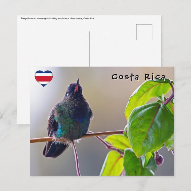 Cartão Postal Beija-flor-de-garganta-de-fogo da Costa Rica (Frente/Verso)
