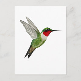 Cartão Postal Beija-flor-de-garganta-rubí