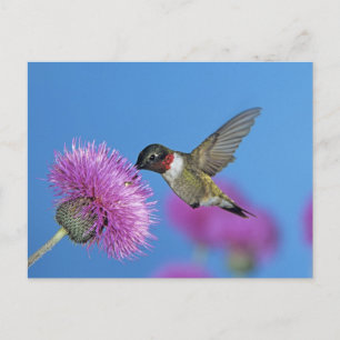 Cartão Postal Beija-flor-de-garganta-rubi