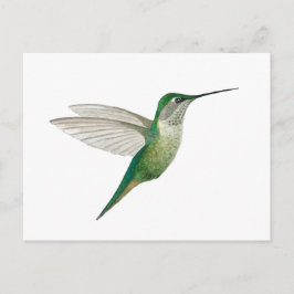 Cartão Postal Beija-flor-de-garganta-rubí fêmea